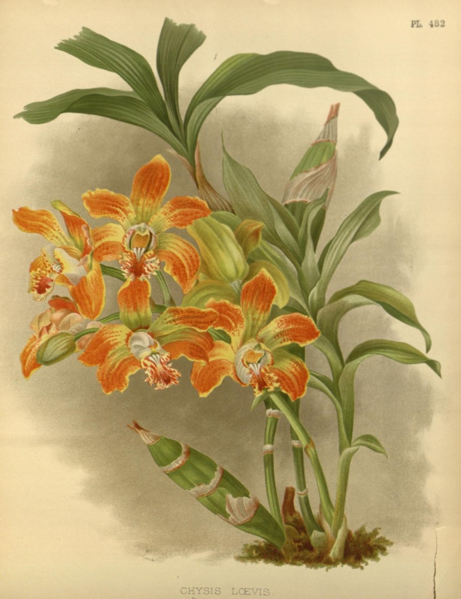 Zygopetalum x Promeneae