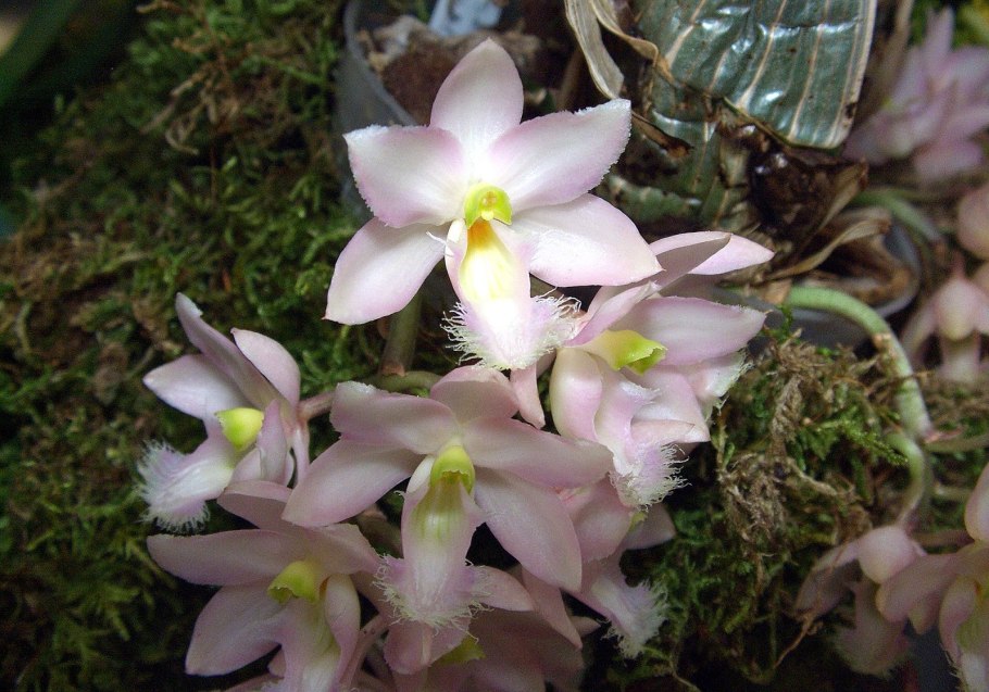Chysis bractescens