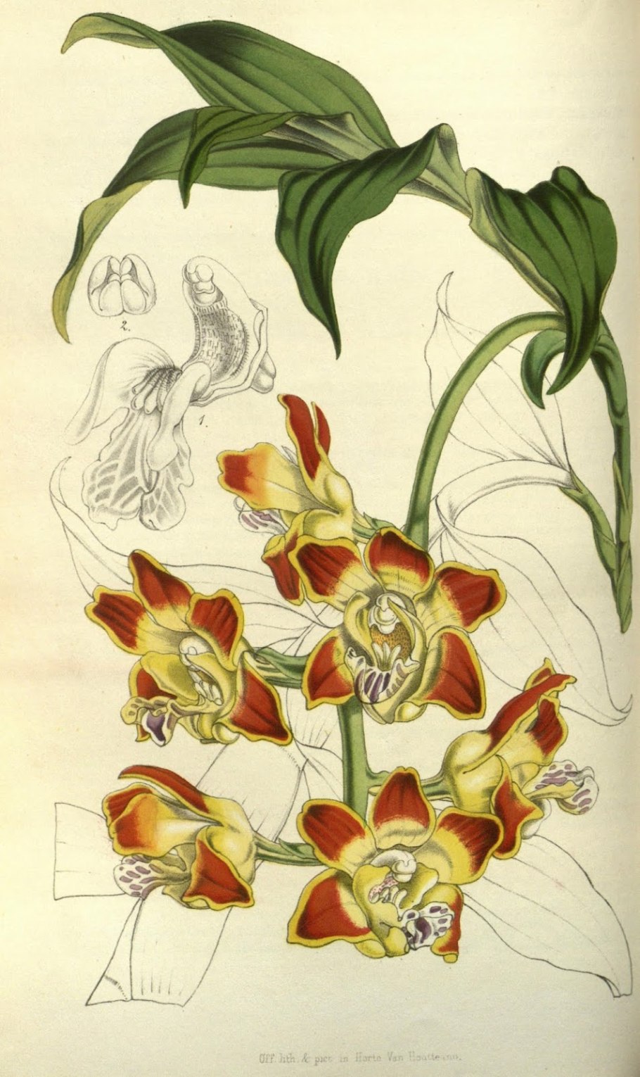 Орхидея Lycaste х Bifrenaria