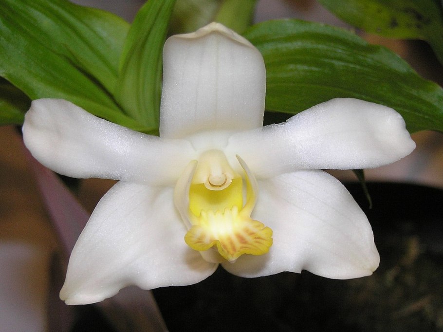 Chysis limminghei × sib