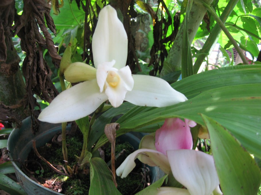 Целогина гребенчатая (Coelogyne cristata)