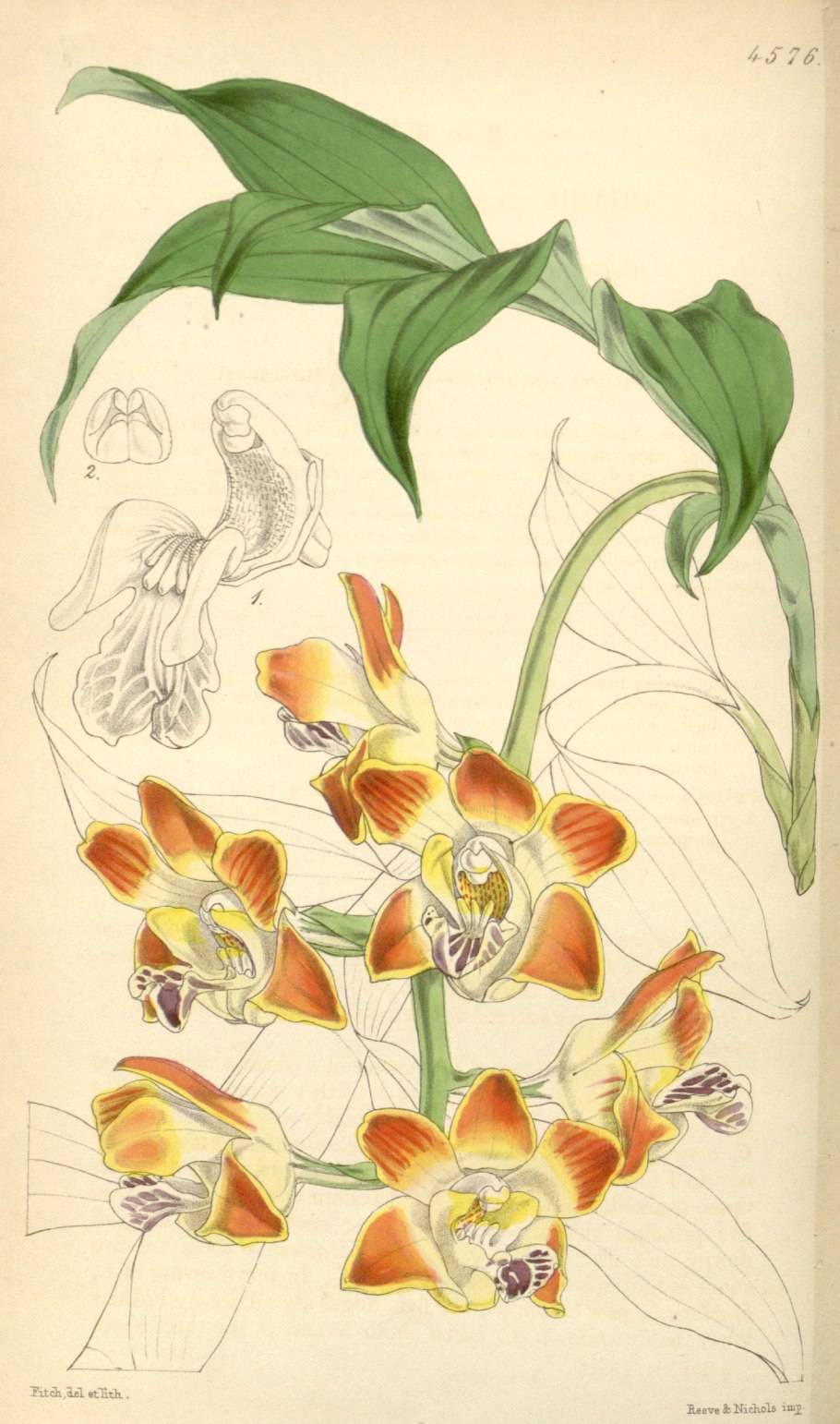 Орхидея Amesiella monticola