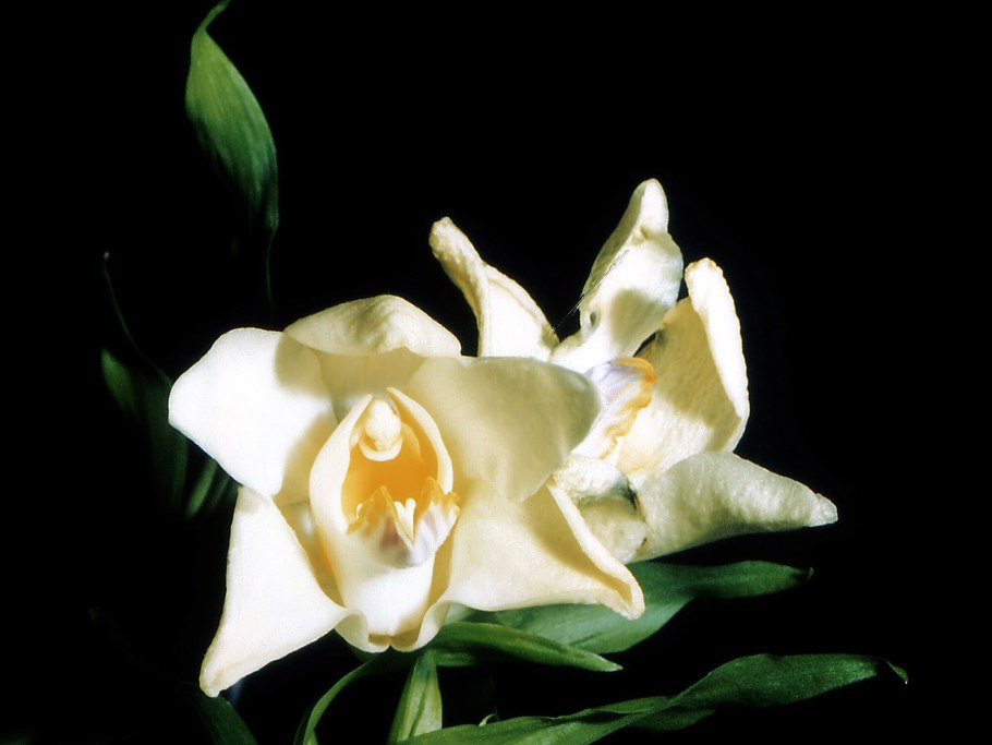 Цветок Седен