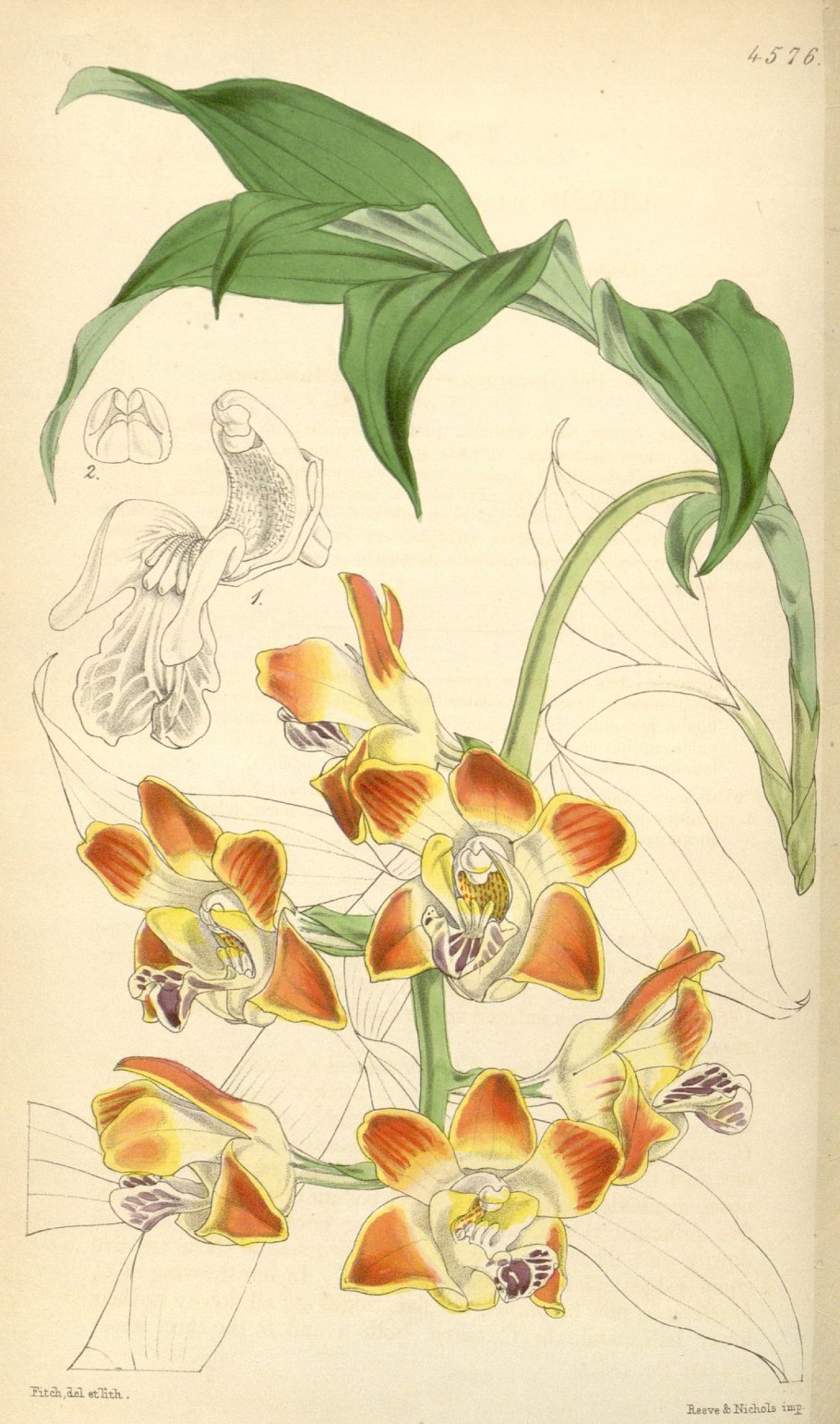 Генри Фредерик Конрад Сандер