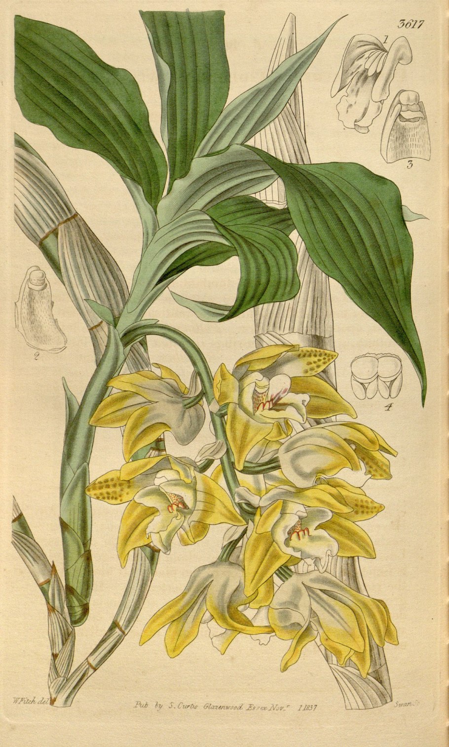 Необычный Дендробиум