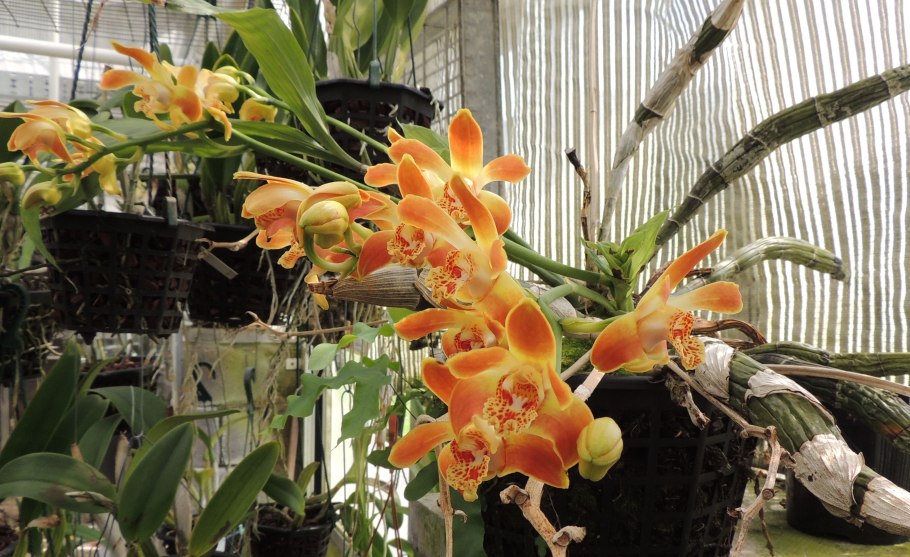 Chysis Aurea уход