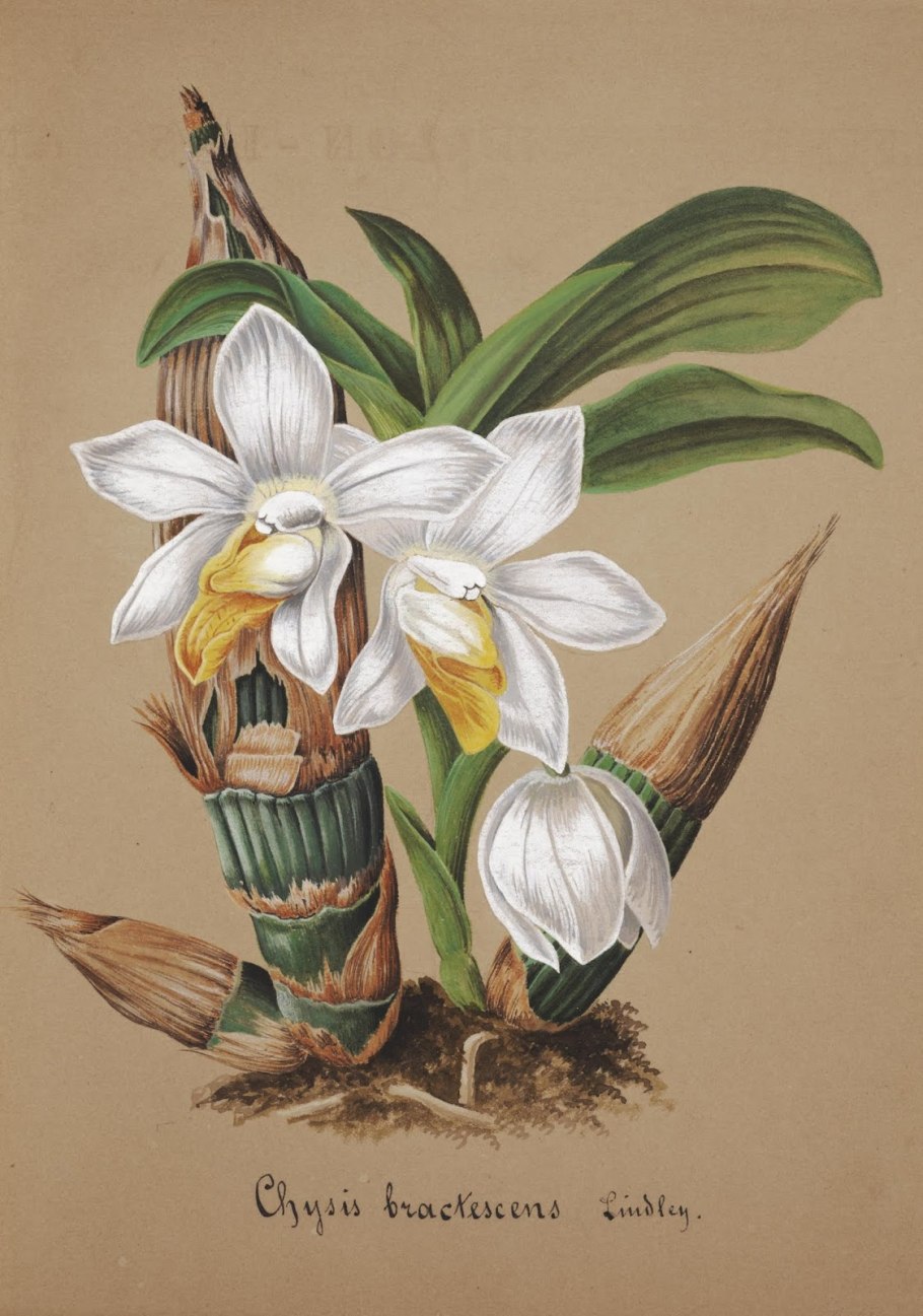 Хизис лимингхей Ботанический рисунок