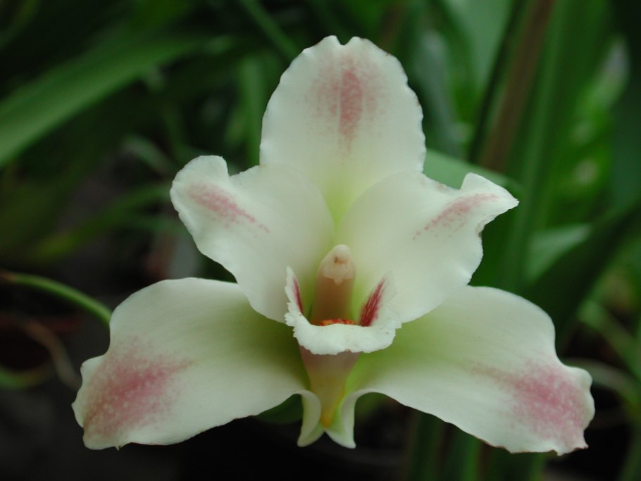 Бифренария Орхидея