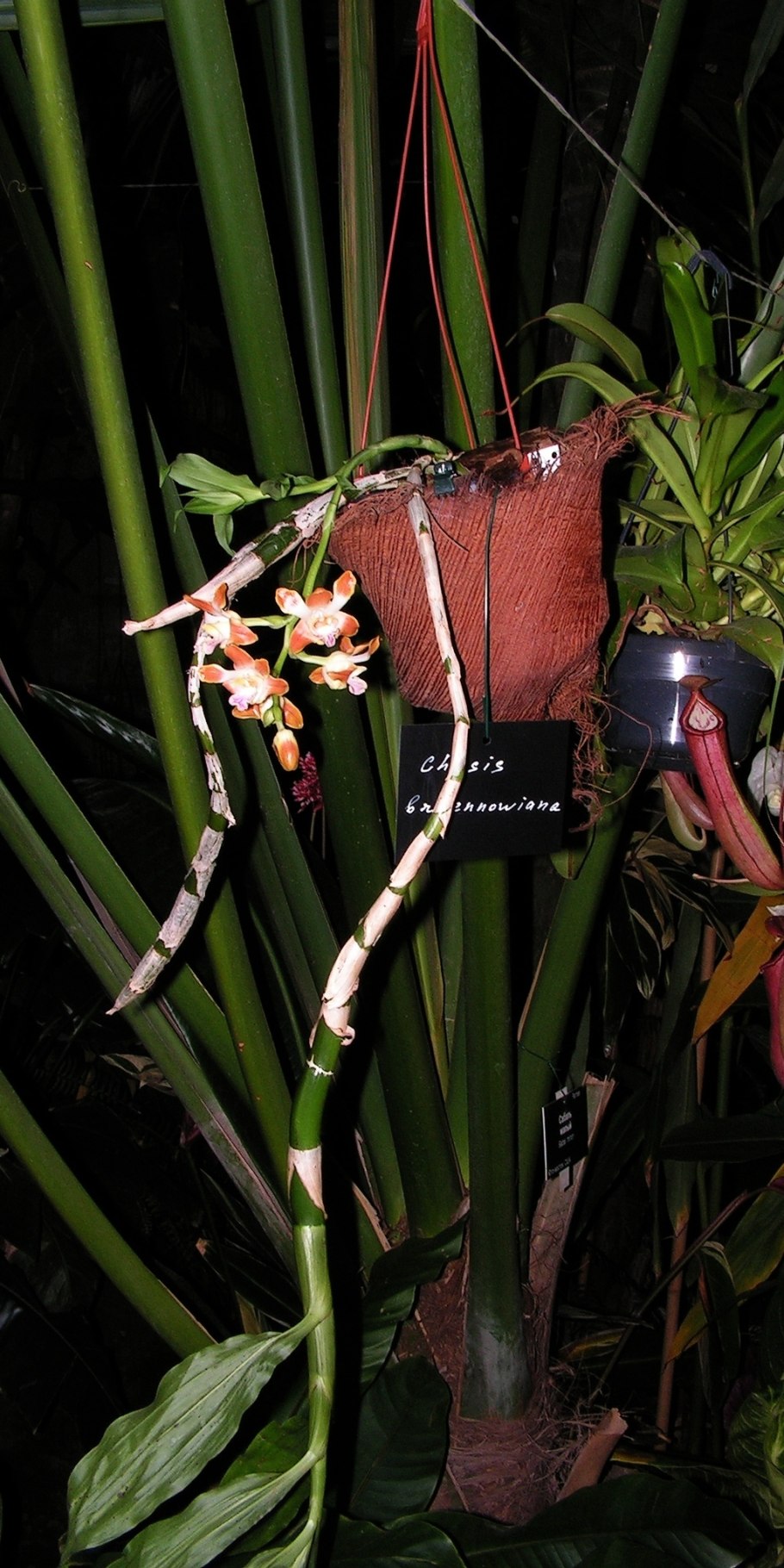 Bractescens Chysis Хизис Орхидея