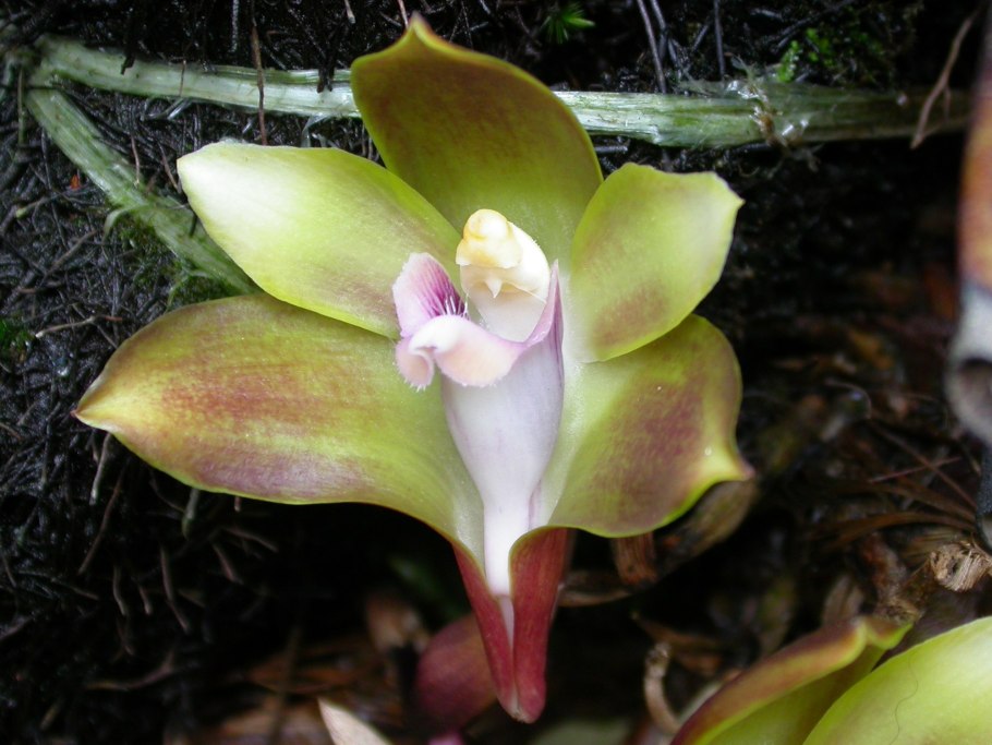 Wallpapers Cyrtopodium glutiniferum