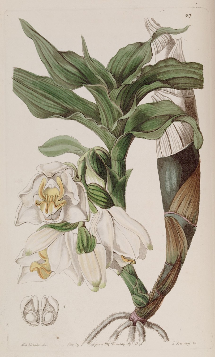 Хизис лимингхей Ботанический рисунок