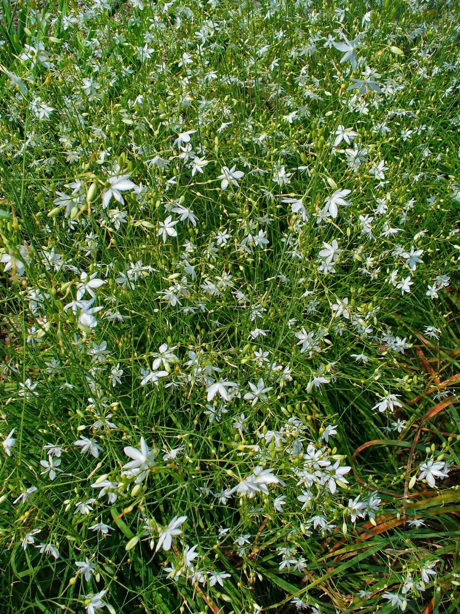 Aneurolepidium ramosum Nevski