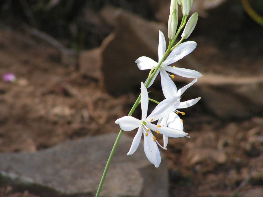 Венечник лилиаго