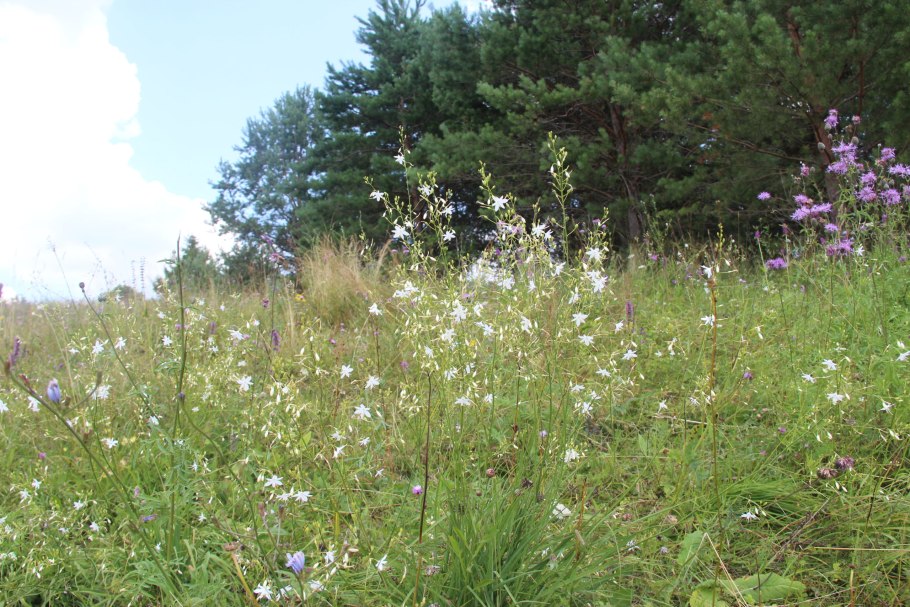 Венечник лилиаго