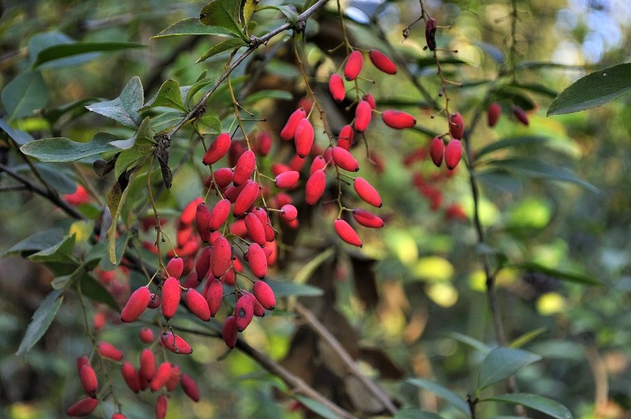 Барбарис Тунберга Aтропурпурея