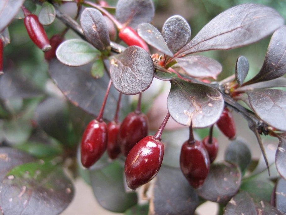 Барбарис Тунберга обыкновенный