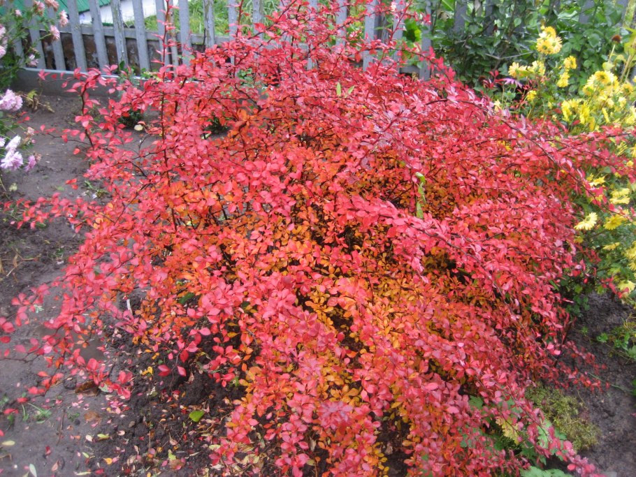 Барбарис Тунберга красный