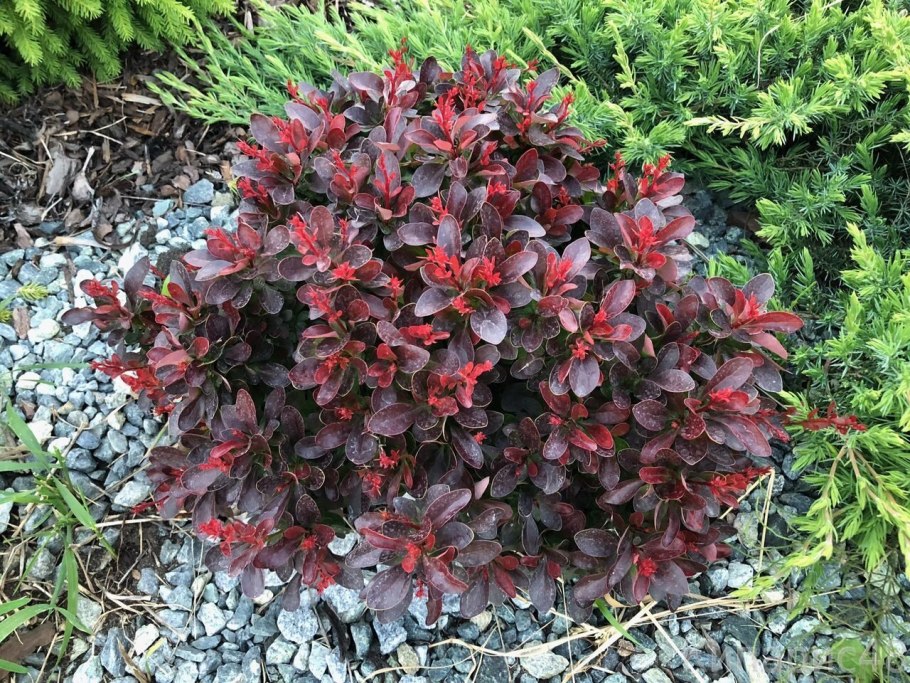 Бсрбарис ТУМБЕРГА атропврпурная