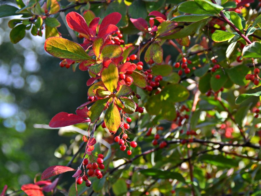 Барбарис Тунберга Atropurpurea