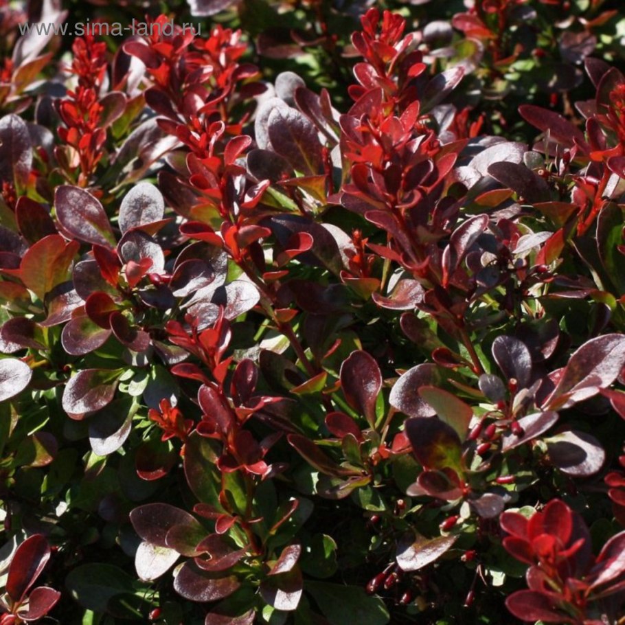 Барбарис Тунберга Атропурпуреа куст