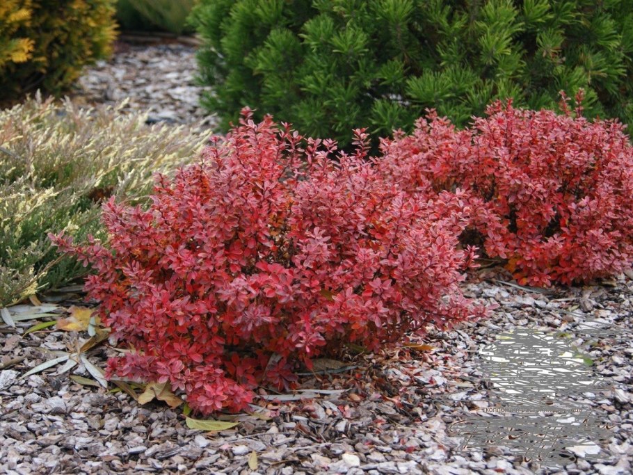 Барбарис Тунберга (Berberis thunbergii)