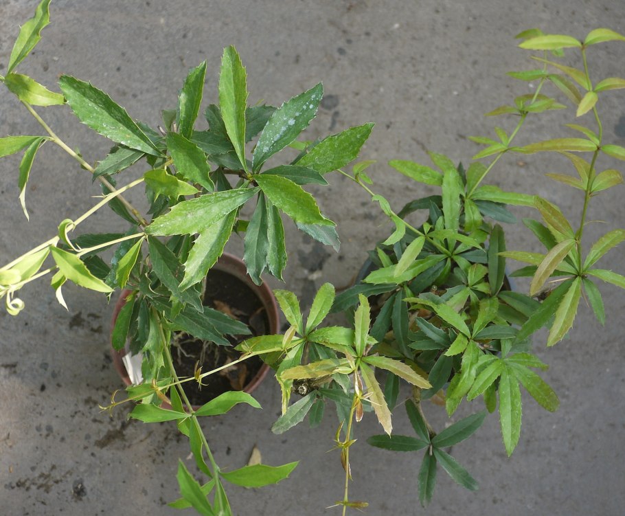 Барбарис оттавский "decora"