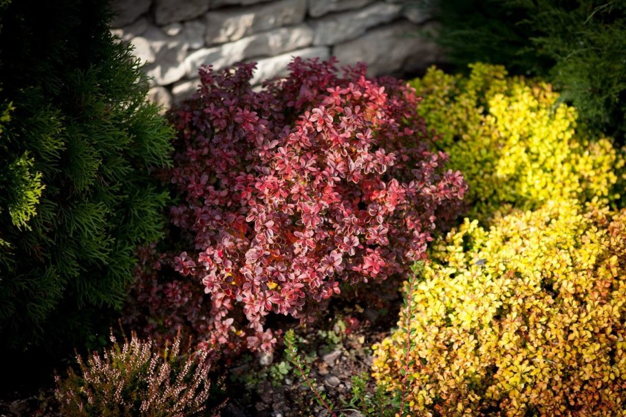 Барбарис Тунберга Хелмонд Пиллар