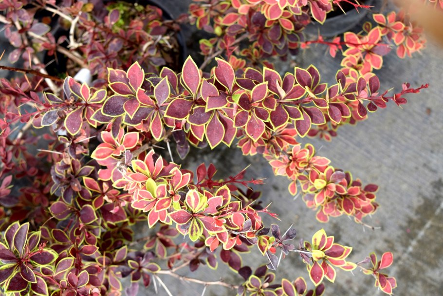 Барбарис Амурский Berberis amurensis