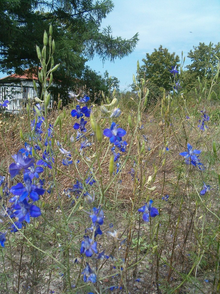 Шпорник дельфиниум