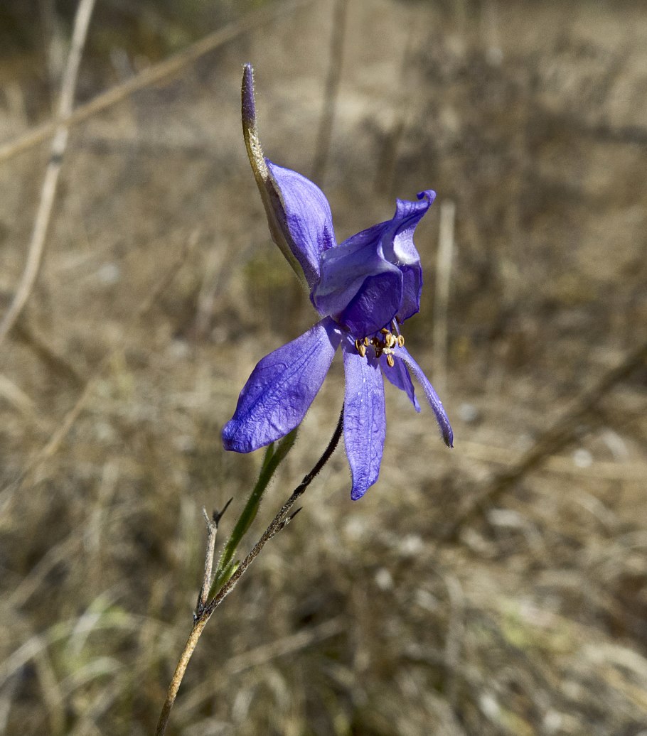 Живокость Думберга