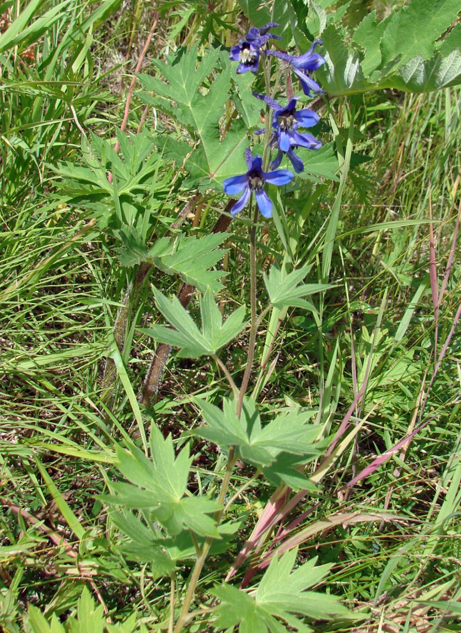 Живокость Думберга