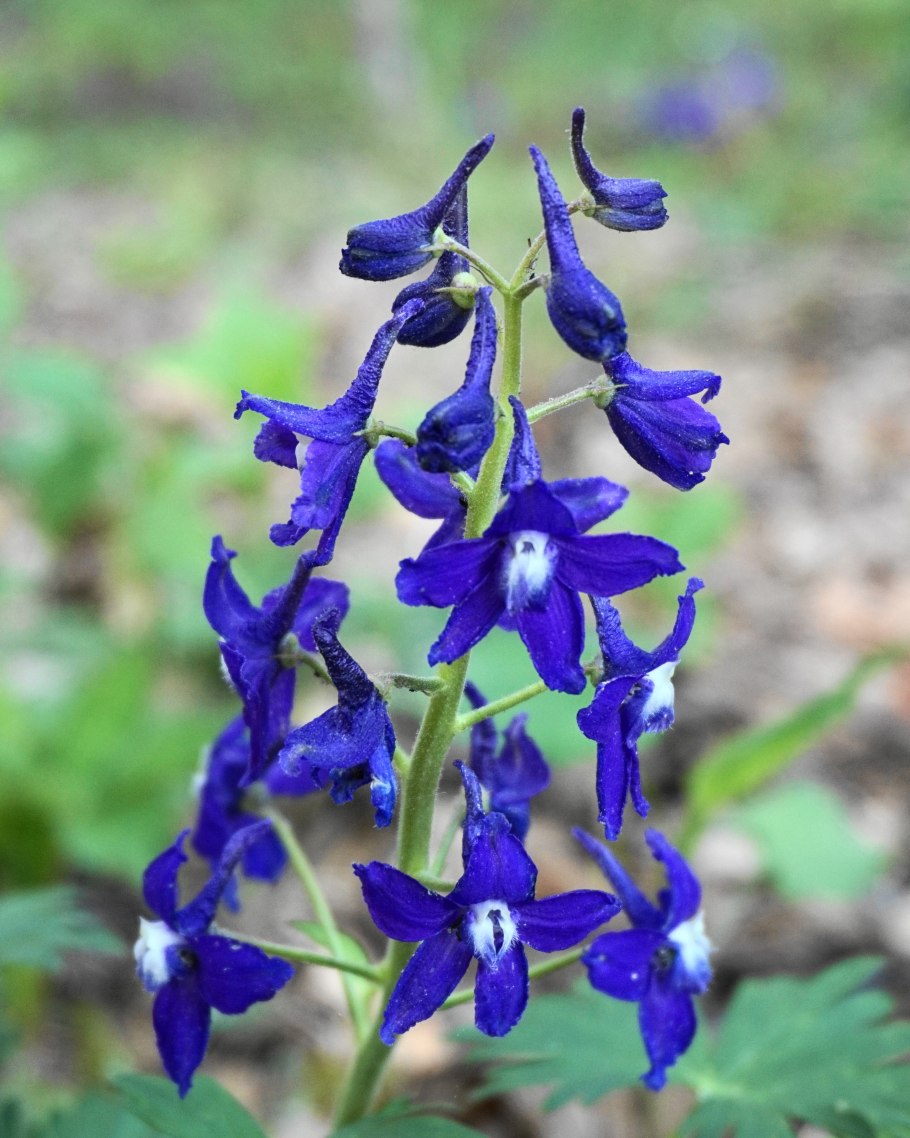 Дельфиниум живокость шпорник