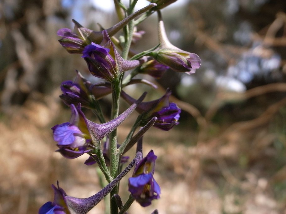 Живокость Полевая Ларкспур