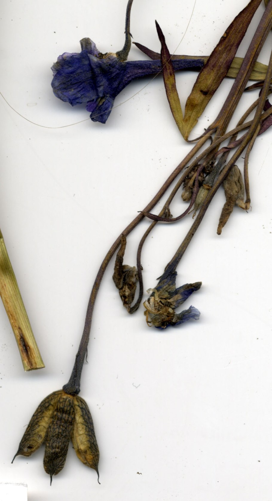 Дельфиниум культурный черный рыцарь