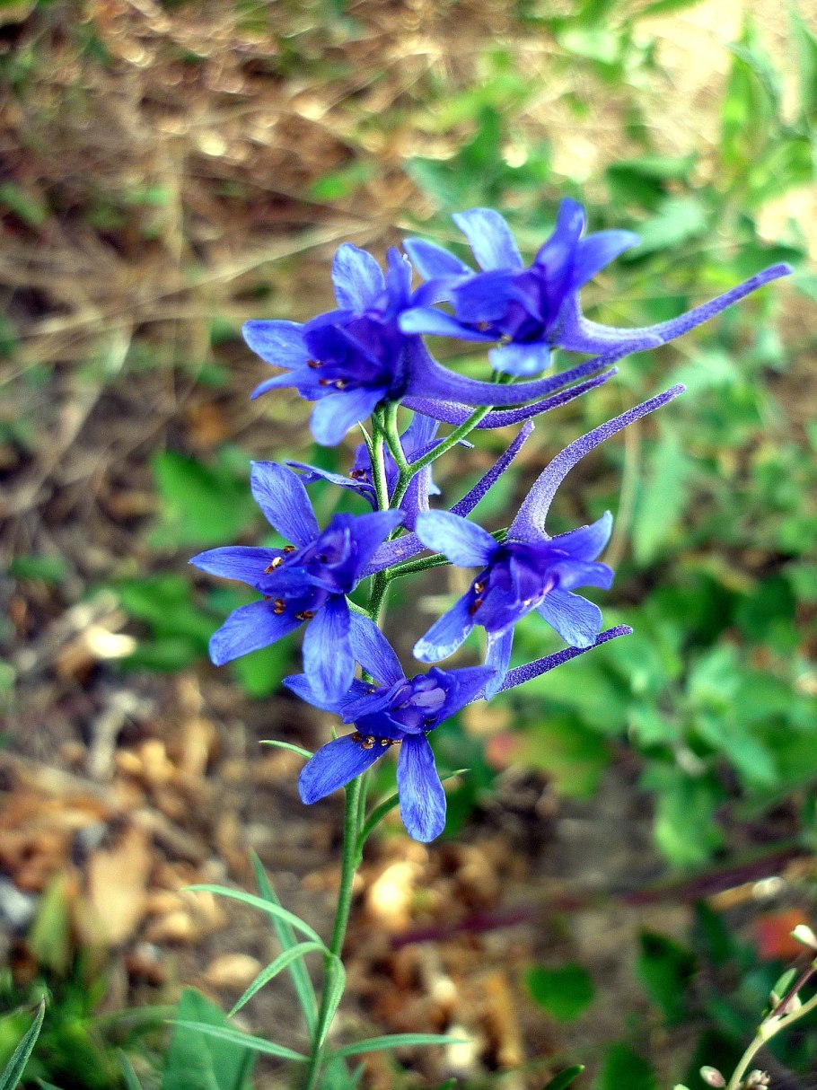 Живокость Палласа