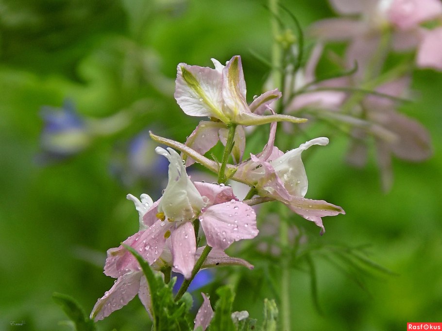 Дельфиниум живокость