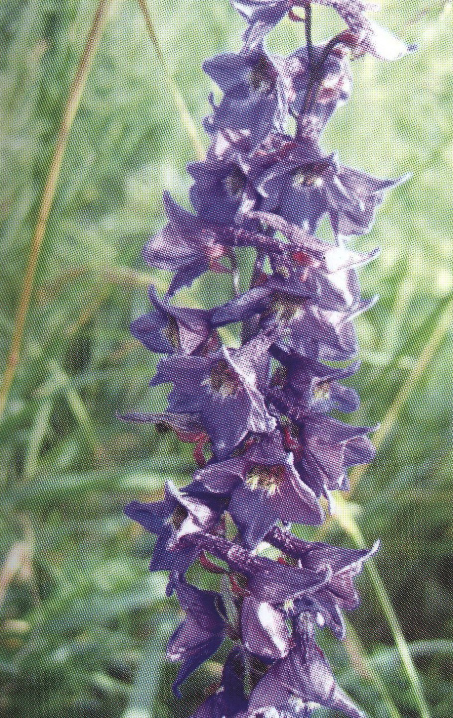 Дельфиниум Карпатский