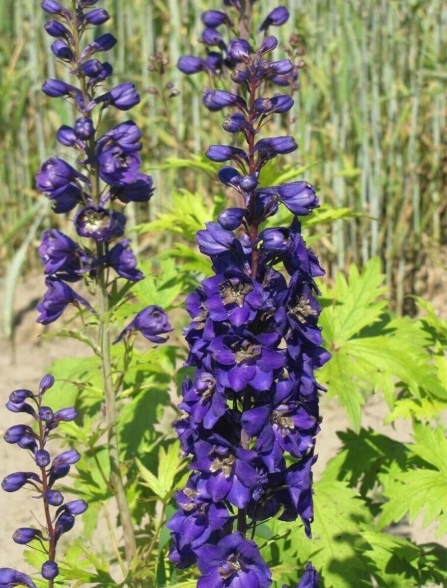 Каллироя пальчатая