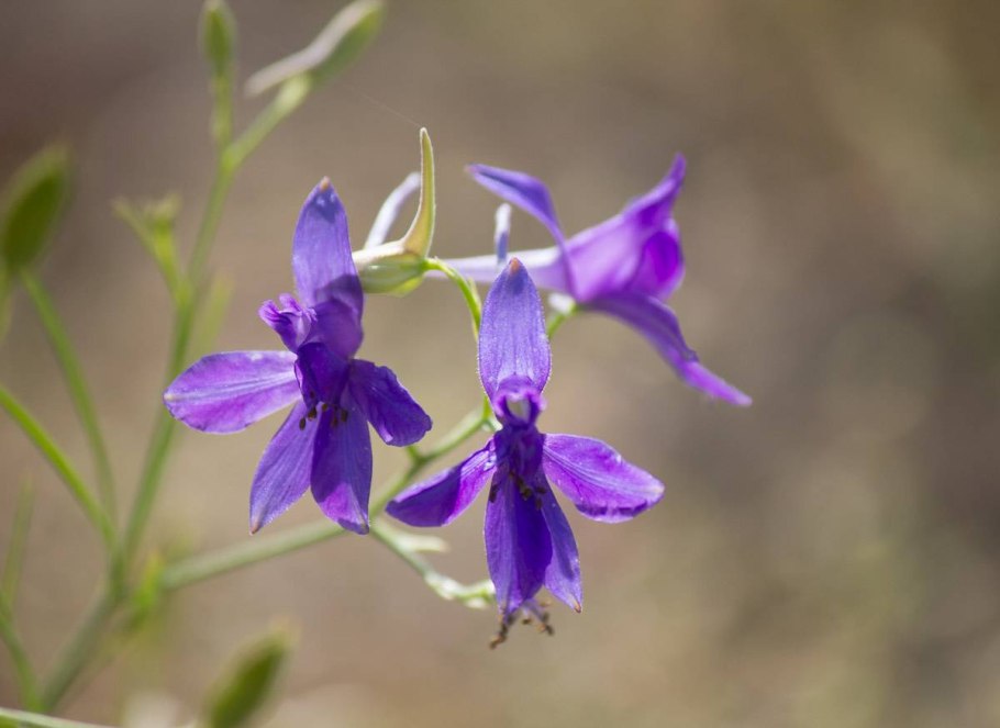 Дельфиниум menziesii