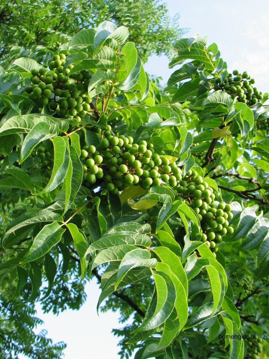 Бархат Амурский саженцы