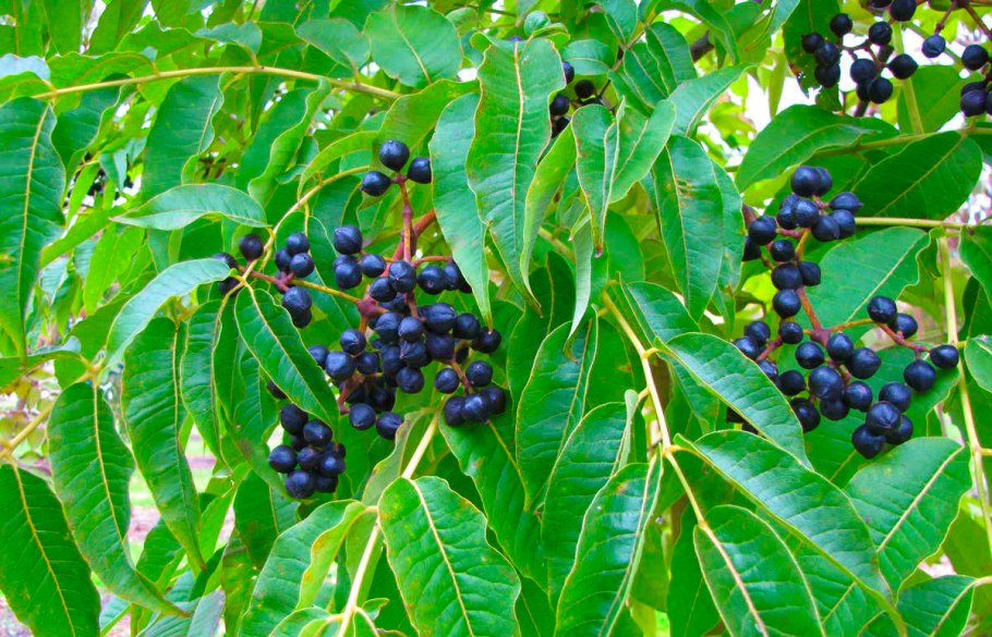Бархат Амурский -Phellodendron amurense