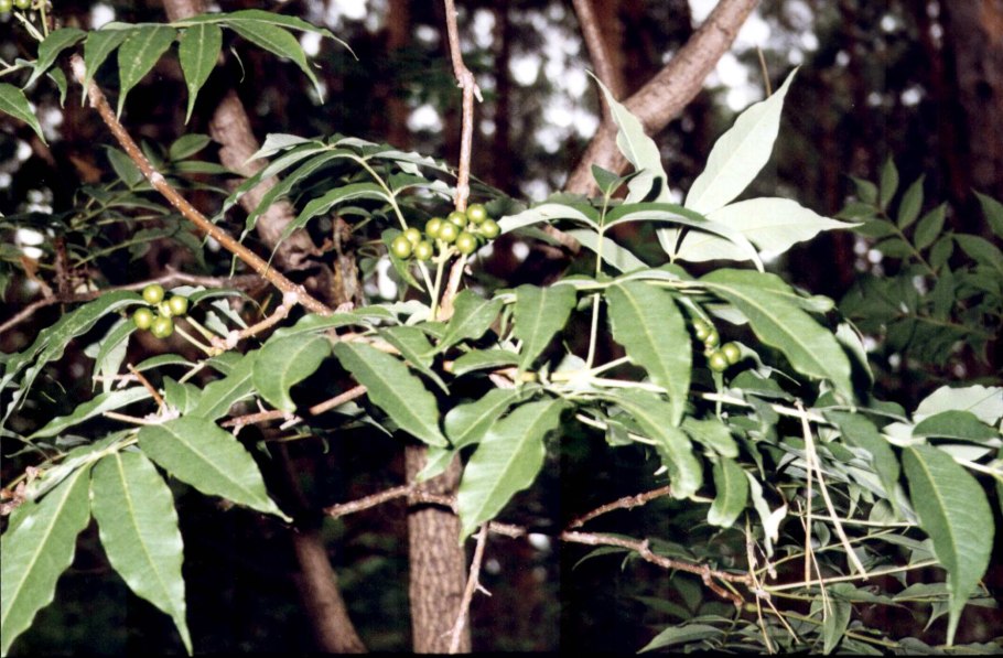 Бархат Амурский (Phellodéndron amurénse)