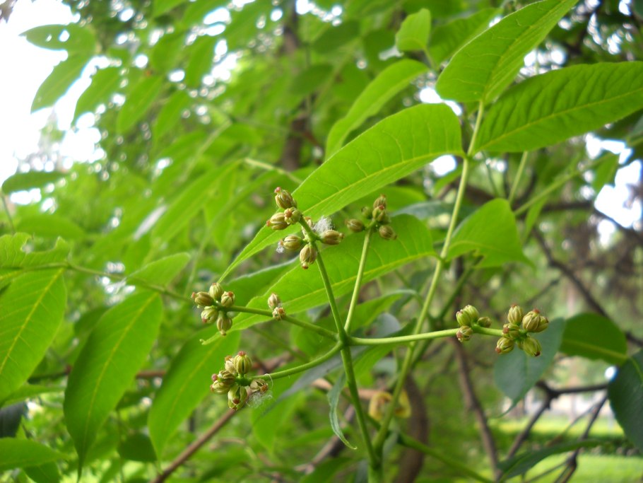 Бархат Амурский пробковое дерево