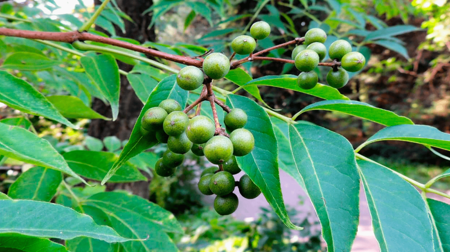 Амурский бархат Рутовые