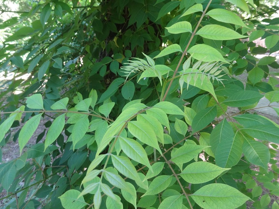 Бархат Амурский -Phellodendron amurense