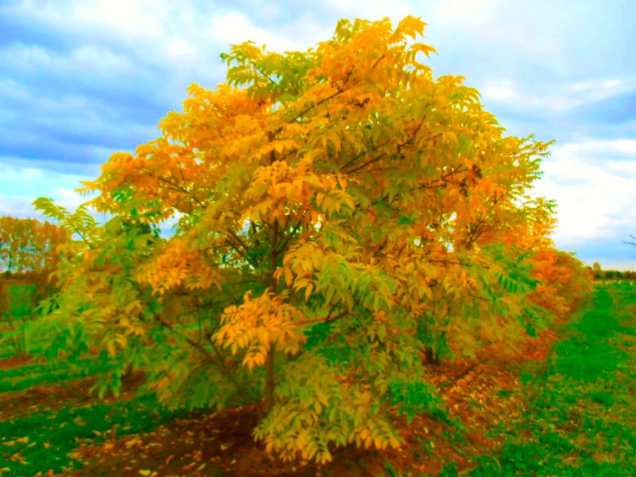 Бархат Амурский (Phellodéndron amurénse)