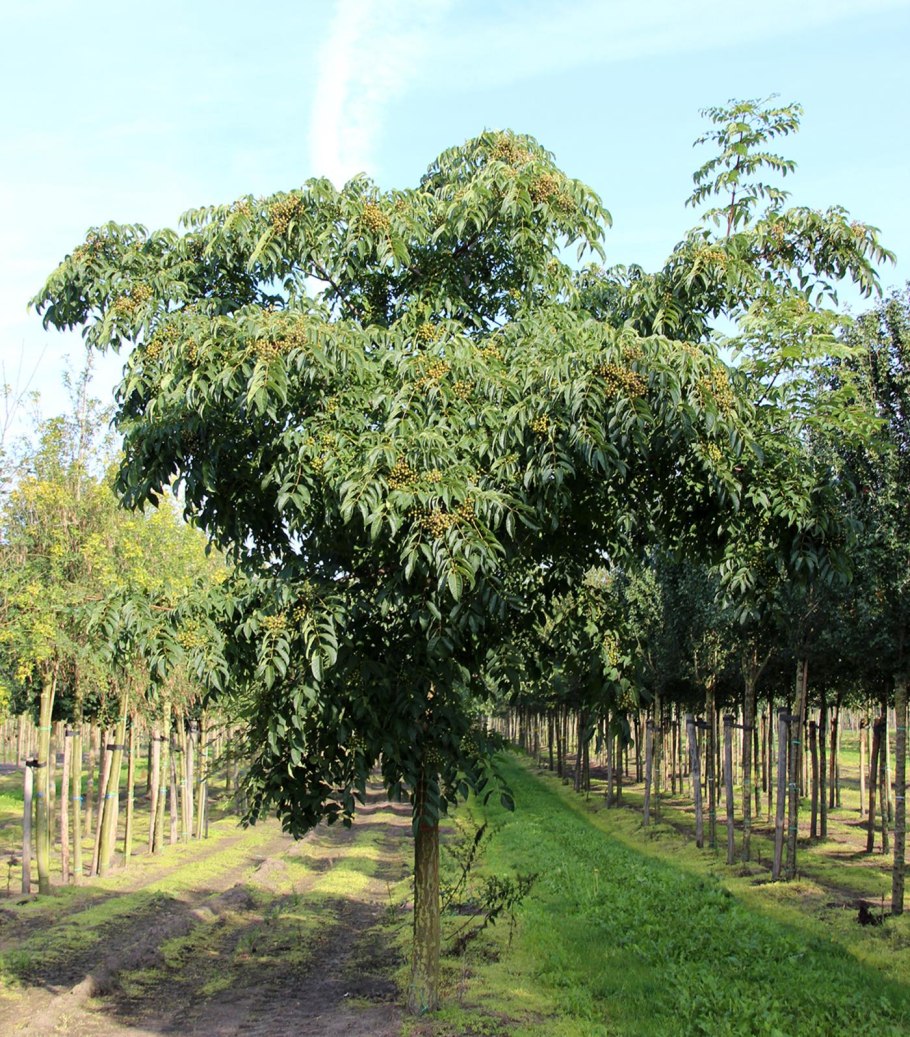 Аралия маньчжурская