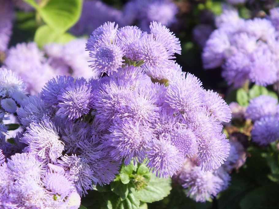Ageratum houstonianum