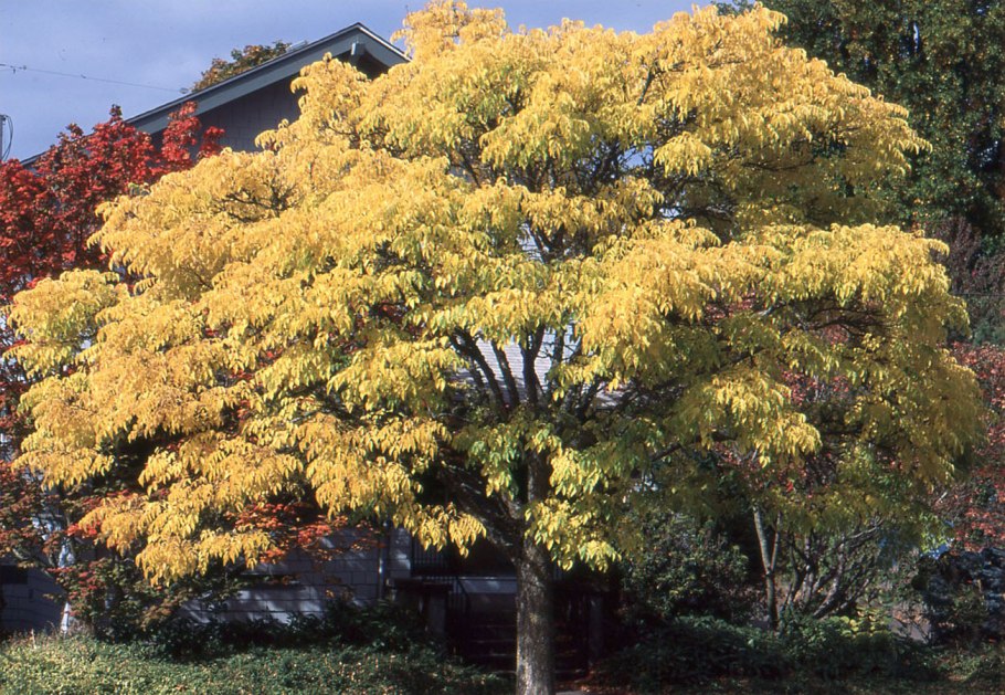 Бархат Амурский -Phellodendron amurense