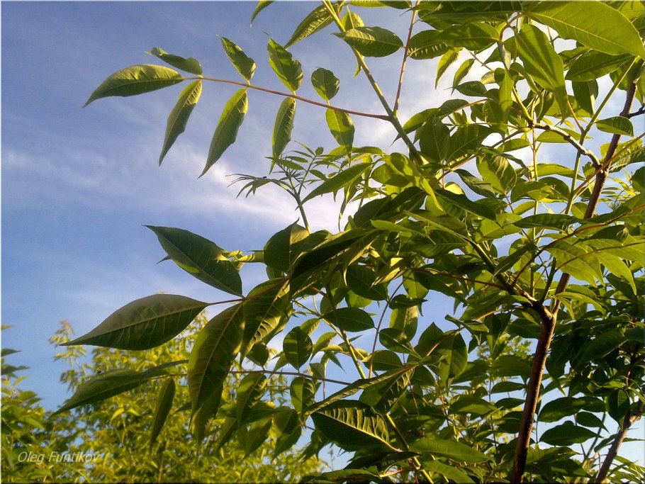 Бархат амурский – phellodendron amurense rupr